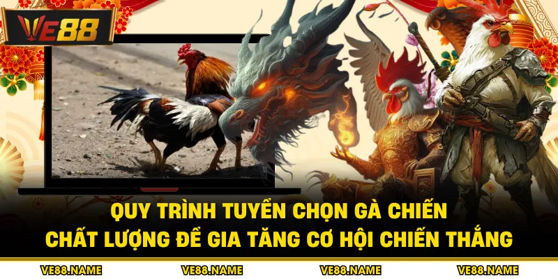 Đá Gà Tre - Chi Tiết Cẩm Nang Chinh Phục Mọi Đấu Trường 3 Quy trình tuyển chọn gà chiến chất lượng để gia tăng cơ hội chiến thắng